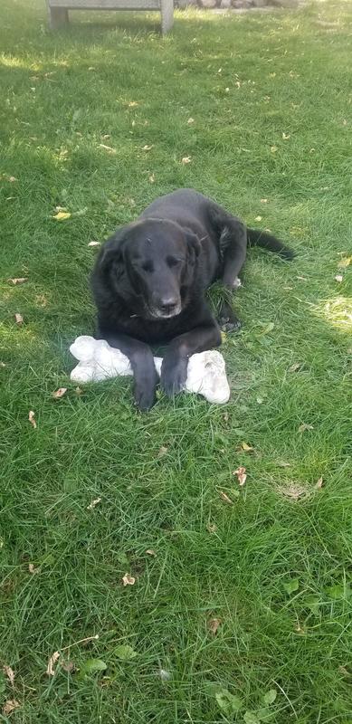 It's my bone