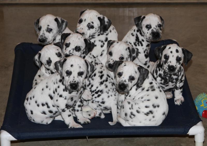 Litter of healthy Dalmatian puppies being raised on Pro Plan Large Breed Puppy