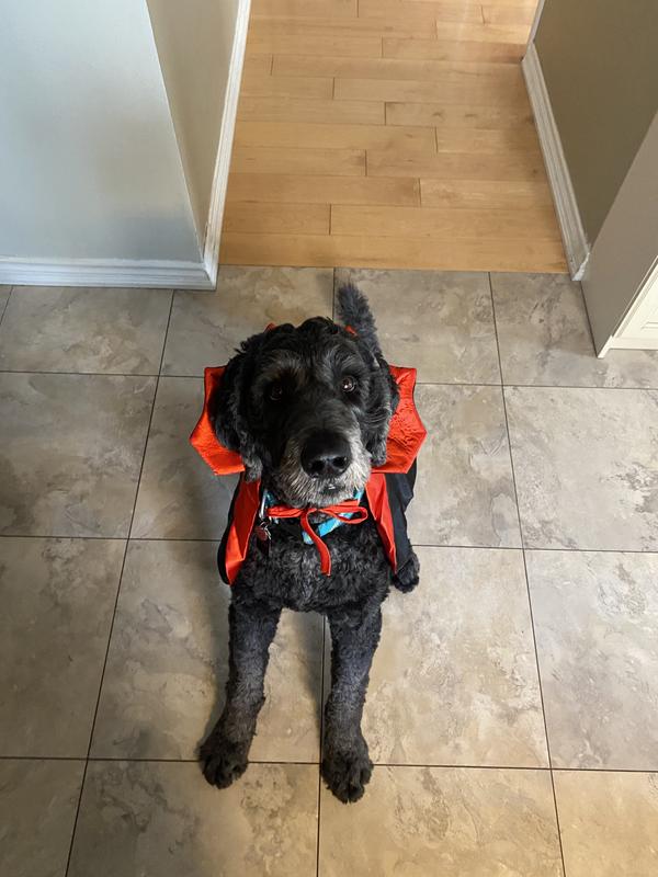 My mom made me wear this Dracula cape for Hallowe'en,but I did cause she gave me a treat !