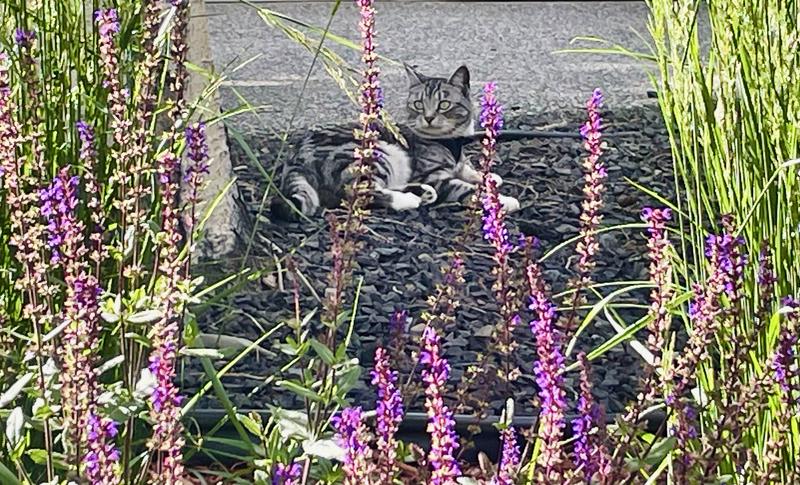 Photo - commentaire 1.