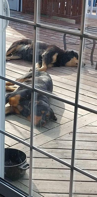 Après avoir été bien nourri ils sont la sieste au soleil.