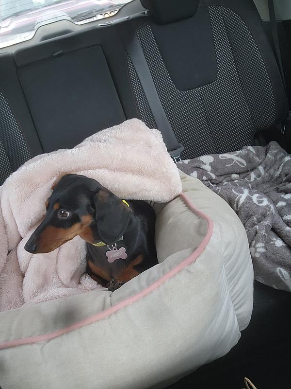 Going for a car Ride.  Already had my treat