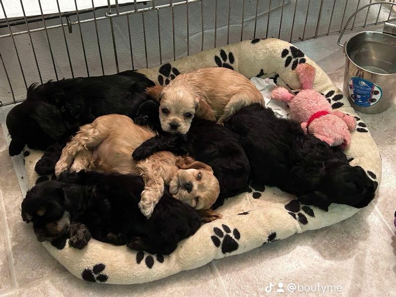 Tummies are full, puppies are content and they’ll soon be off to lala land for naps!