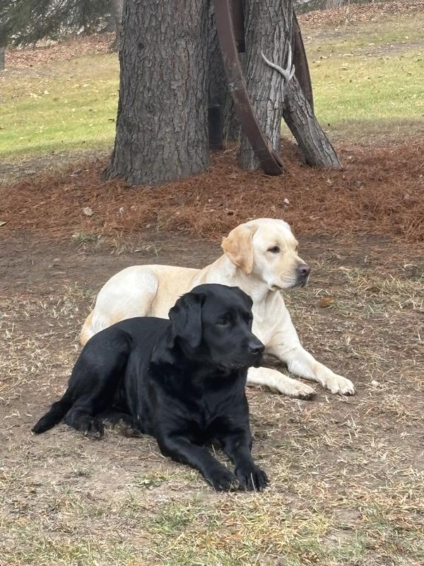 Beautiful labs