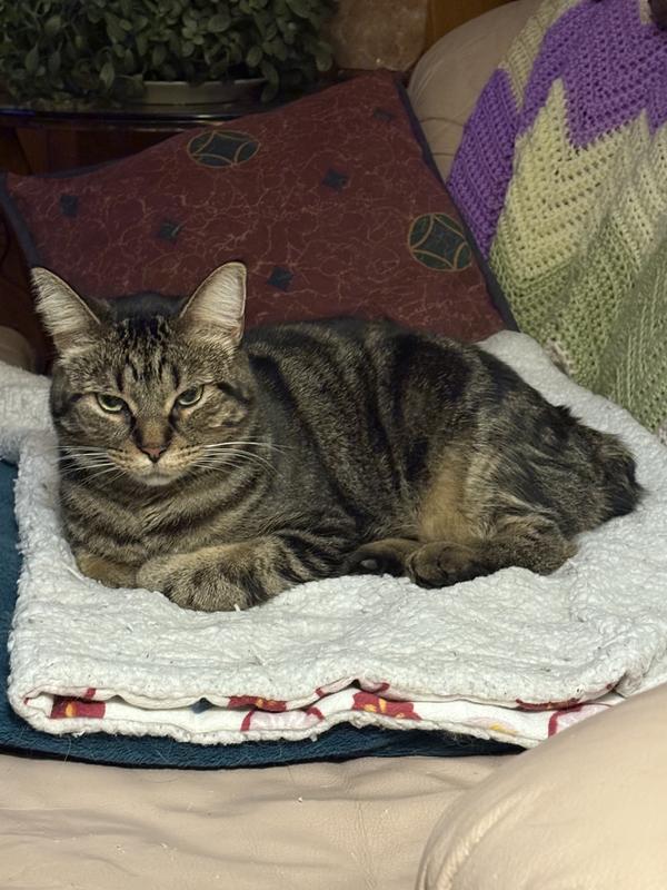 Photo - commentaire&nbsp;6.