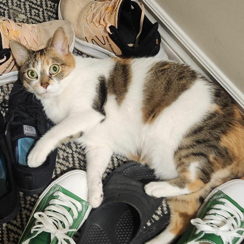 Oh no, caught fighting the shoes.