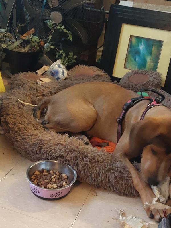 Betty relaxing after eating half a bowl of her breakfast