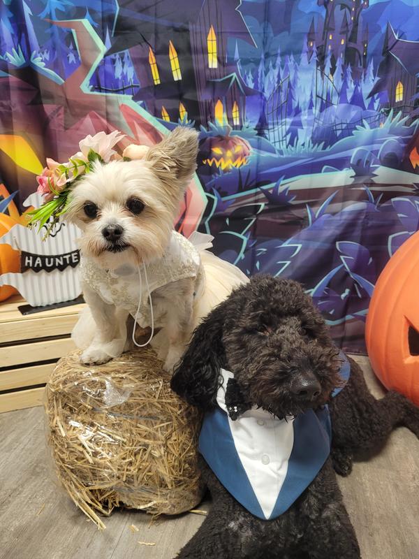 Halloween @ Doggy Daycare