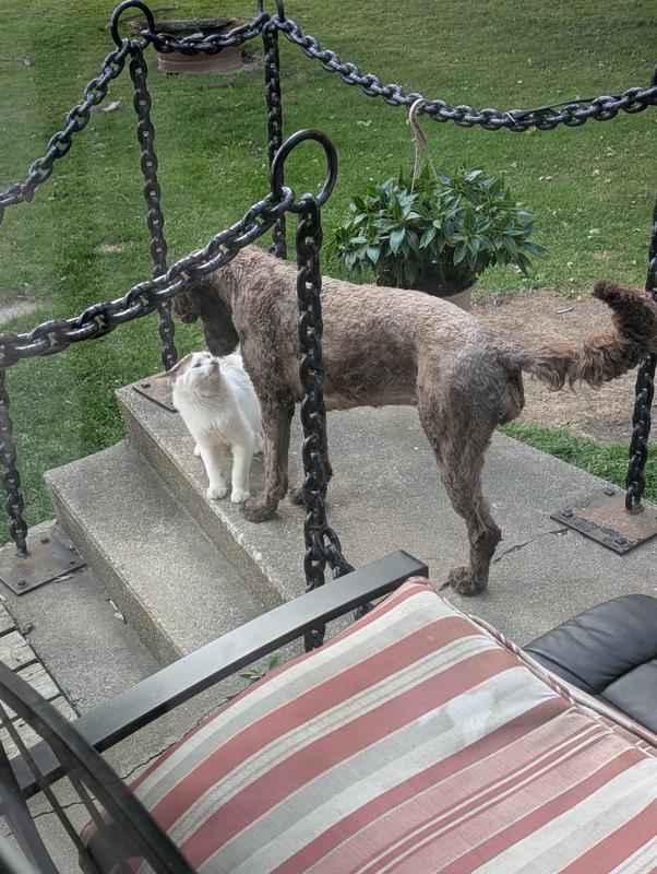 This is the sweetest dog in the whole entire world. Life gave her lemons. She made lemonade