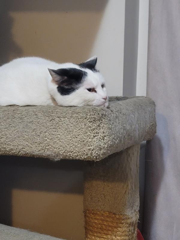 What do you mean it's not Purina time.