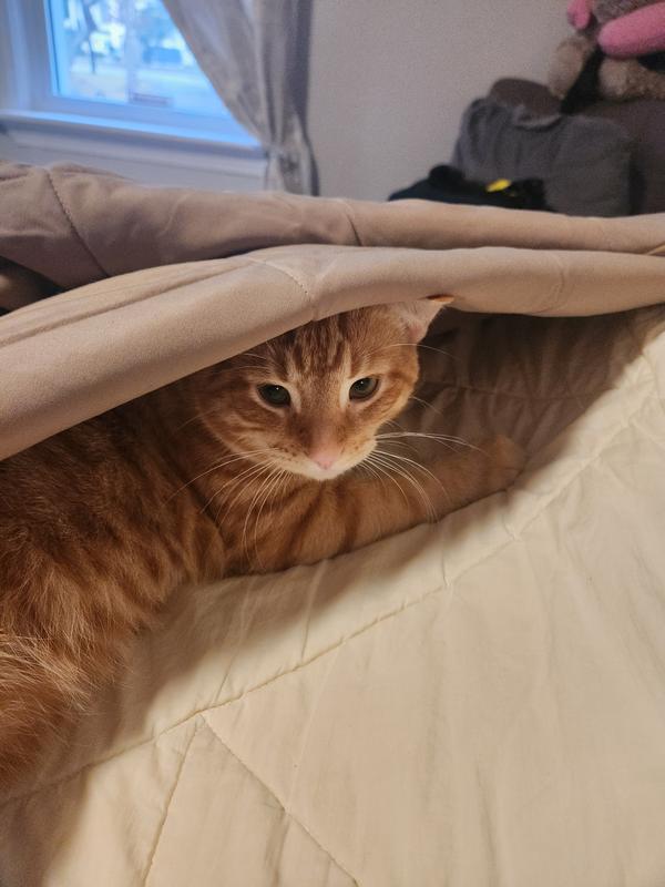 Photo - commentaire 8.