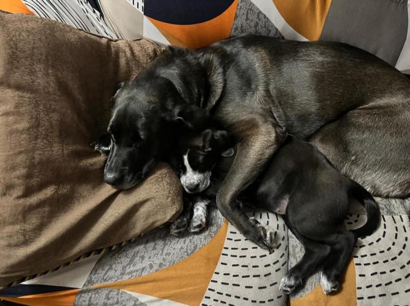 We like cuddles on the couch