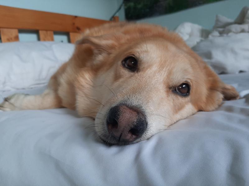 My beautiful late pupper Tundra