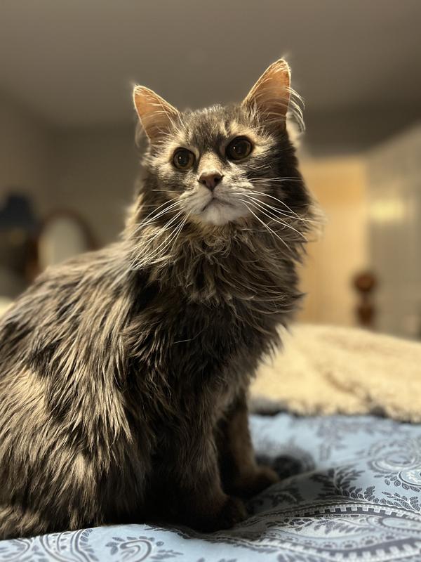 Picky eater approved