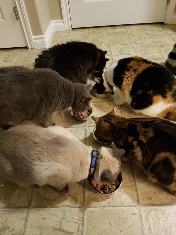 Photo - commentaire&nbsp;8.