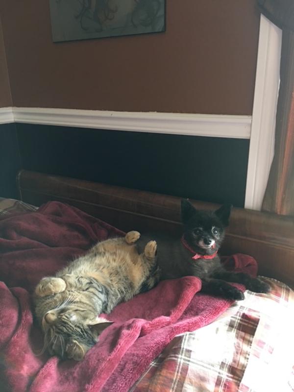 Miss Jemma Janaya (cat)