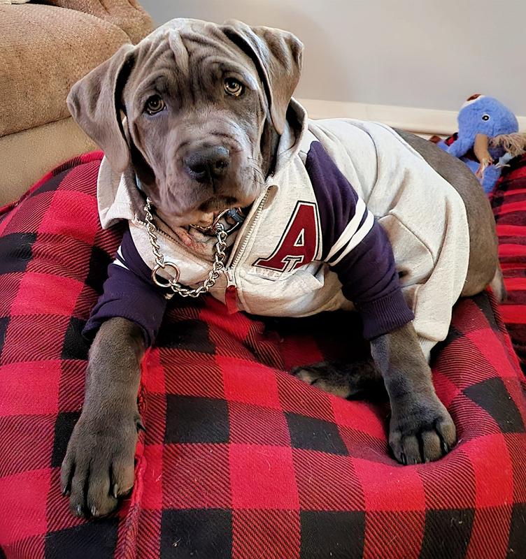 Gus, ready for the game.