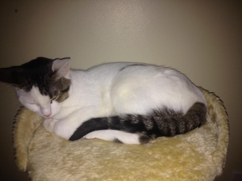 Taking a nap on the top of the cat condo. All is quiet for a brief moment.