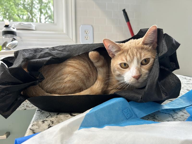 Awaiting payment for his cuteness!