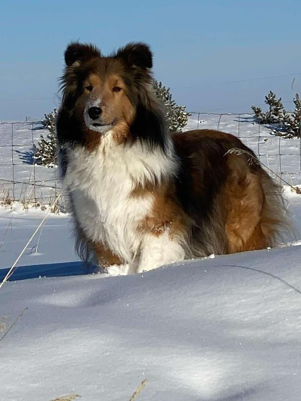 Winter wonderland