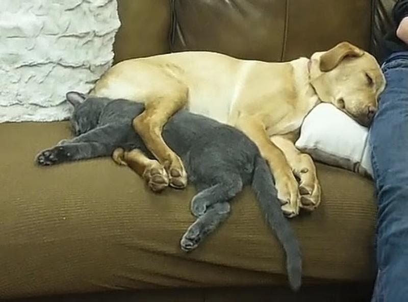 Mitzy & Trigger "Snuggle Buddies"