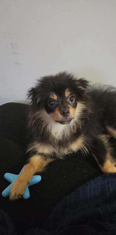 Mon nouveau jouet 💙