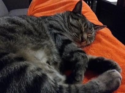 Bastien after hes pigged out on fancy feast tuna florentine