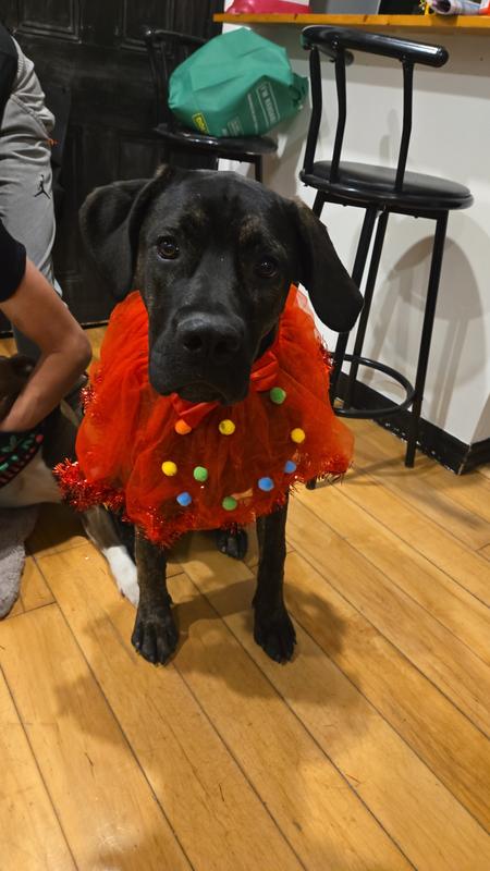 Photo - commentaire 2.