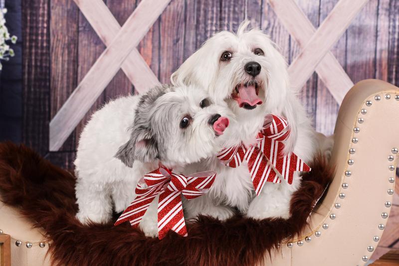 Kiwi et Pluche pour la même occasion