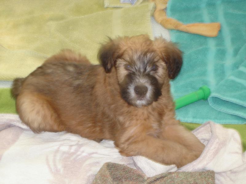 There is nothing cuter than a Wheaten puppy!