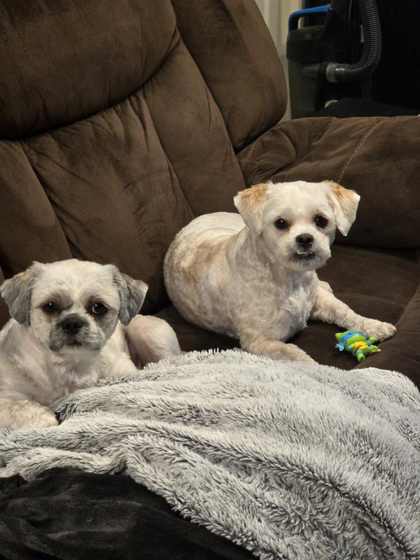 Rocky and Marshmallow