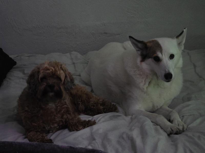 Pups waiting for foodies!