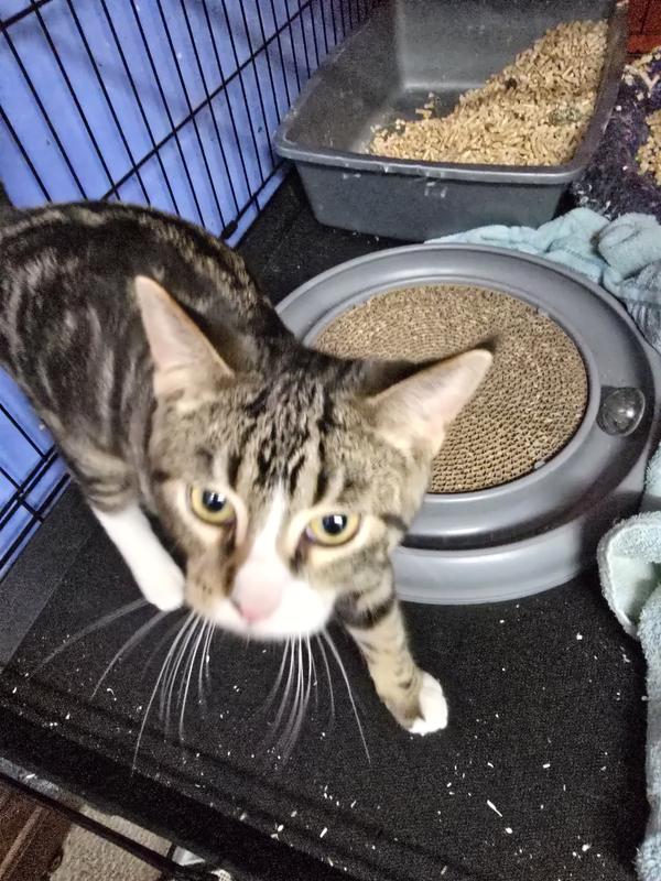 Timmy waiting for his morning break fast.