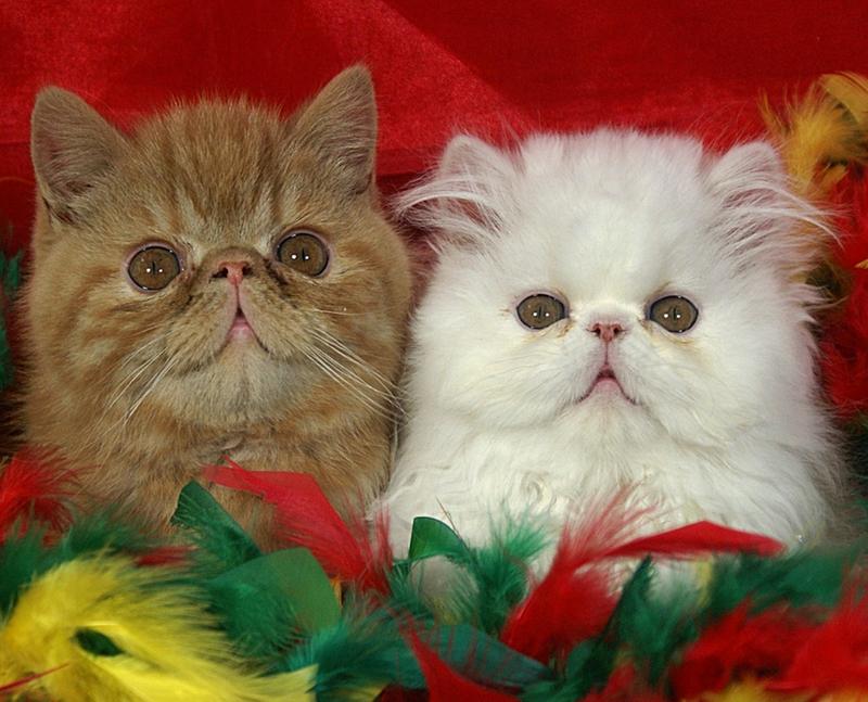 Furrgus(left),Furrari(rt)Exotic Persians ready to Party (Pix)