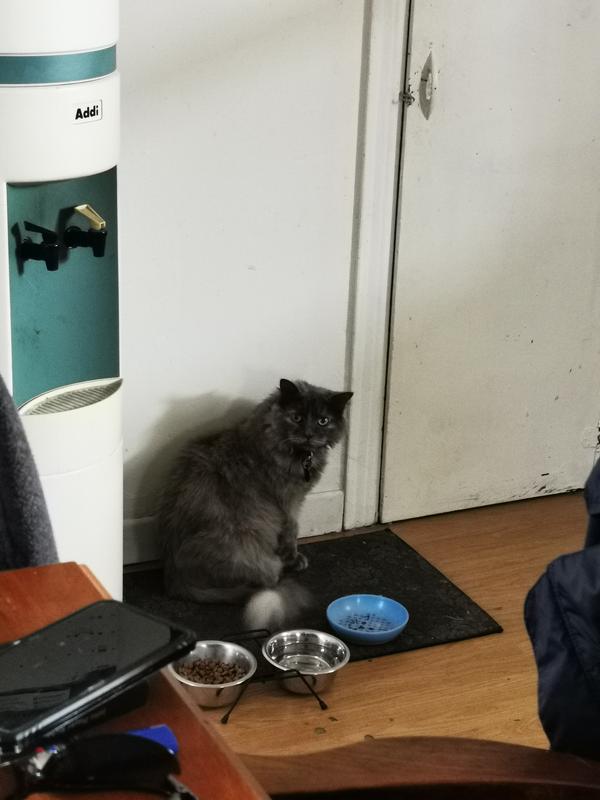 Mia qui attend devant sa porte où on met sa nourriture