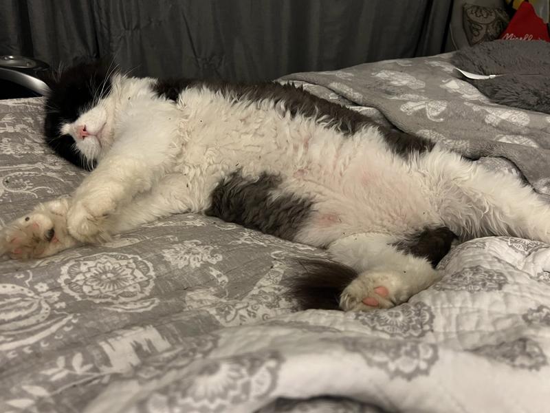 Stanley having a snooze