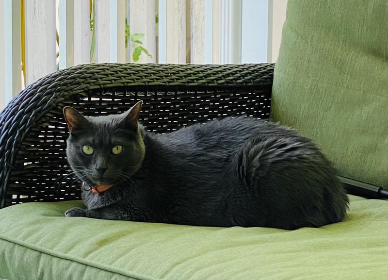 Chilling on the porch