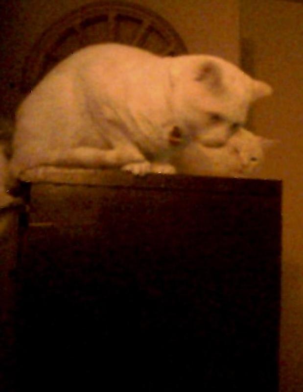 The 2 Twin Siamese Cat Brothers lounging together after eating Friskies 7