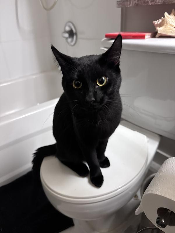 Photo - commentaire&nbsp;7.