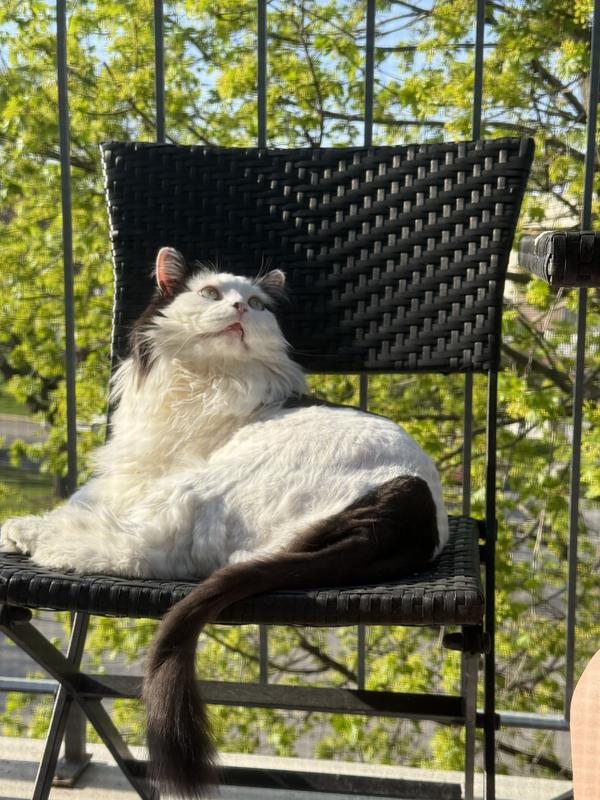 Photo - commentaire&nbsp;5.