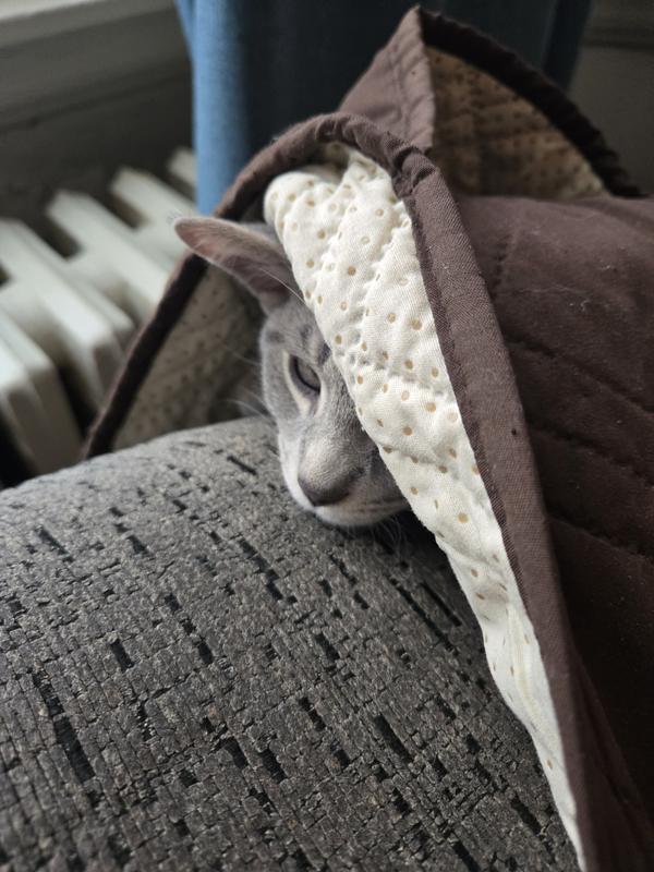 Trying to have a nap lol and I exposed his face