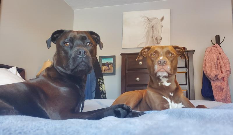 Tippy the tripawd and Otis