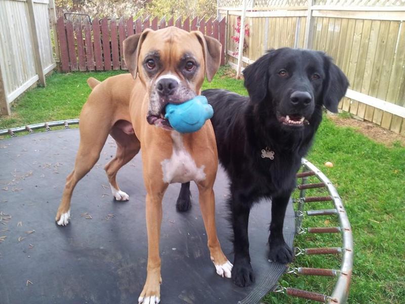 Jack and Bruiser :)