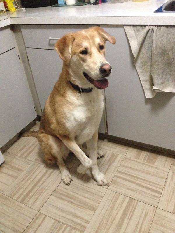 Sitting nice waiting for a treat!