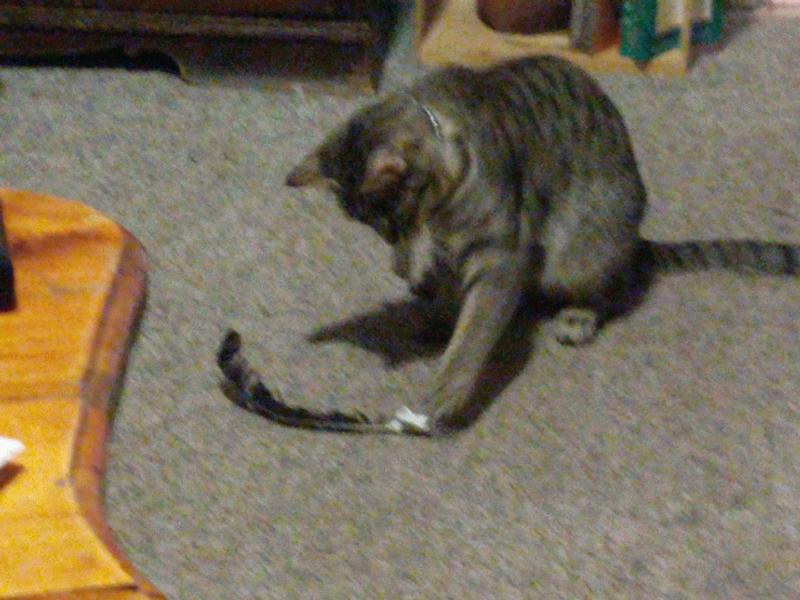 Phibes and the Feather