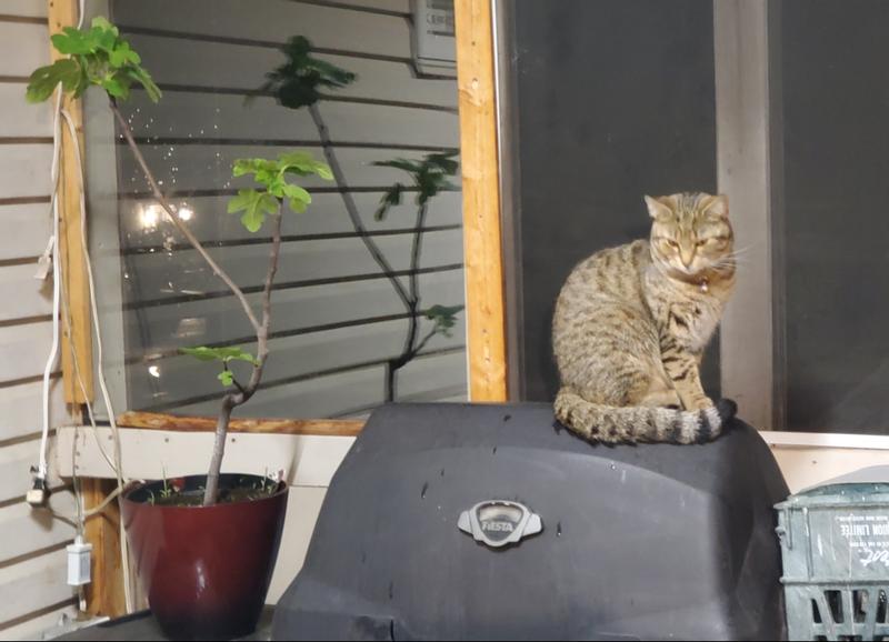 This is my 2 and a half year old Phoebe , she loves True Instinct .