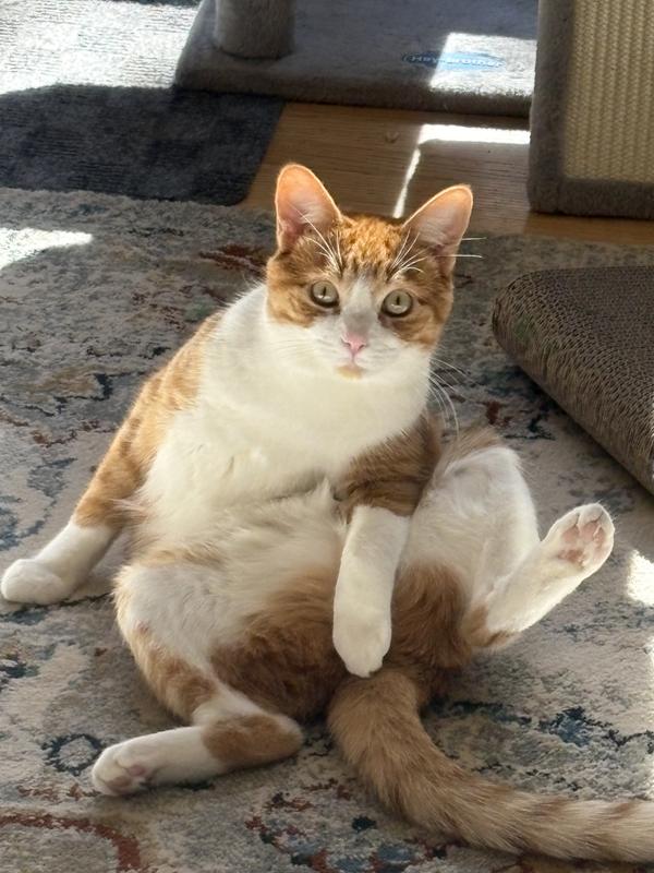 Photo - commentaire&nbsp;4.