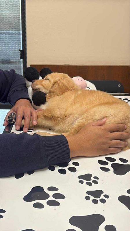 This was him at a Vet that day he was very sick