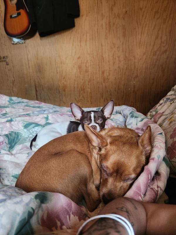 Milo and Baby lazy day with mom