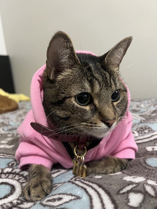 We love Purina Pro Plan kibble :)